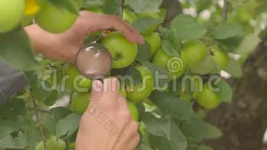 树枝上的绿苹果和农民在农场果园里的手。 农夫用放大镜检查苹果是否有害虫